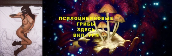 хмурый Аркадак