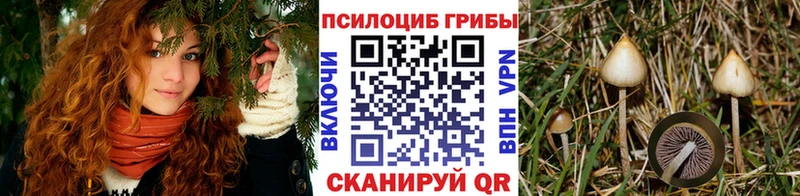 Псилоцибиновые грибы прущие грибы  купить наркоту  Талица 